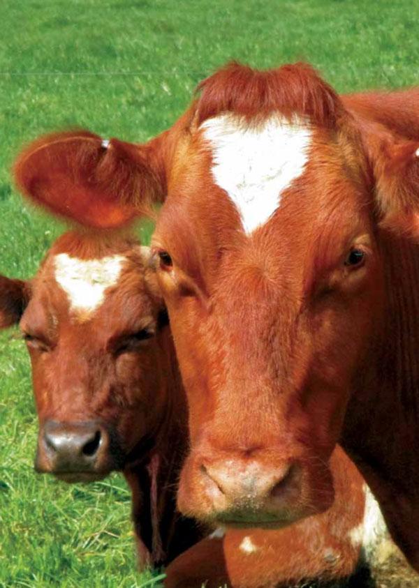 Periodo de transición: Importancia en la salud y bienestar de vacas lecheras - Image 7