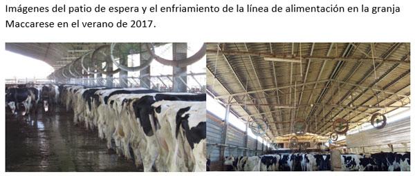 Dos años de experiencia en enfriamiento de vacas en Italia - Image 1