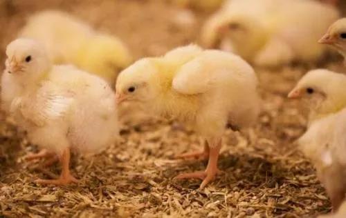 Soluciones a problemas de peso y uniformidad en la cría de gallinas - Image 1