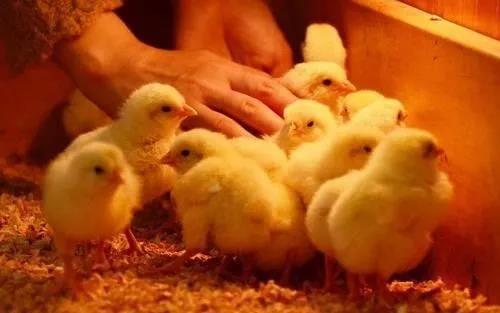 Soluciones a problemas de peso y uniformidad en la cría de gallinas - Image 2