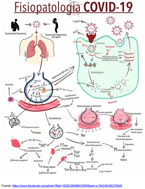 COVID-19: desencadena un “síndrome de tormenta de citoquinas” que es letal - Image 2