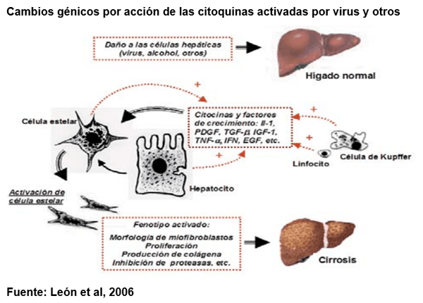 COVID-19: desencadena un “síndrome de tormenta de citoquinas” que es letal - Image 5