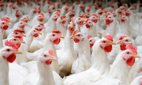 Alimentos iniciales ¿Son las fuentes de fibra una estrategia nutricional para el pollo de engorda? Parte 1 - Image 1