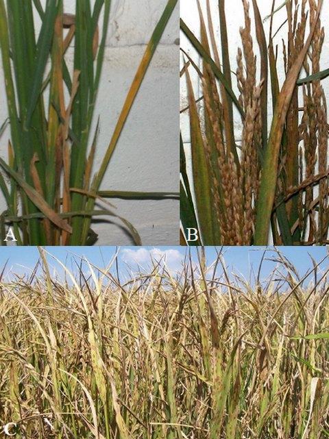 Efecto de la fertilización y la influencia del pH del suelo sobre el rendimiento de granos en el cultivo del arroz - Image 2