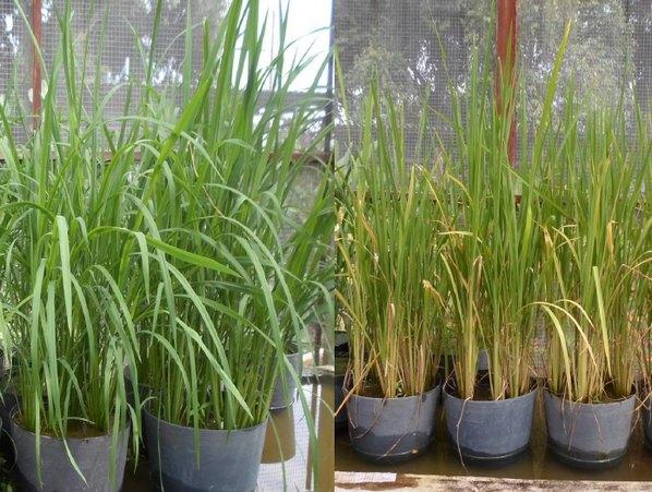 Efecto de la fertilización y la influencia del pH del suelo sobre el rendimiento de granos en el cultivo del arroz - Image 5