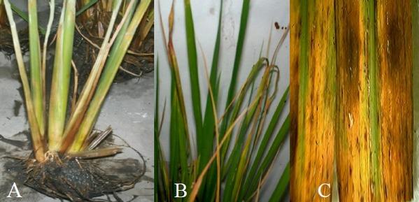 Efecto de la fertilización y la influencia del pH del suelo sobre el rendimiento de granos en el cultivo del arroz - Image 1