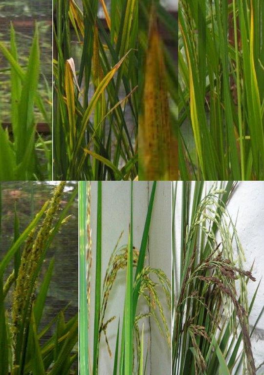 Efecto de la fertilización y la influencia del pH del suelo sobre el rendimiento de granos en el cultivo del arroz - Image 6