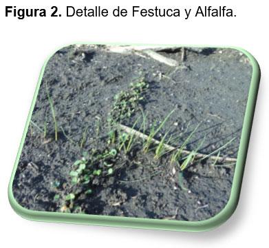 Evaluación forrajera de diferentes cultivares de festuca (Schedonorus arundinaceus) en mezcla con alfalfa (Medicago sativa L.). - Image 2