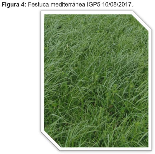 Evaluación forrajera de diferentes cultivares de festuca (Schedonorus arundinaceus) en mezcla con alfalfa (Medicago sativa L.). - Image 4