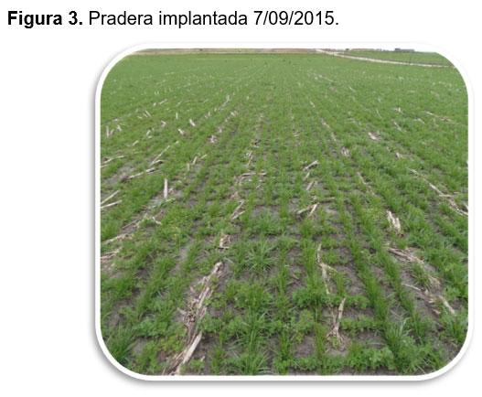 Evaluación forrajera de diferentes cultivares de festuca (Schedonorus arundinaceus) en mezcla con alfalfa (Medicago sativa L.). - Image 3