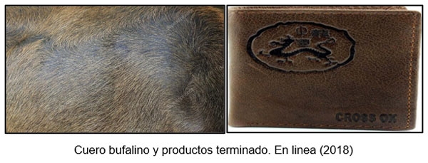 EL búfalo de agua como alternativa sostenible, económica y alimentaria para Panamá - Image 6