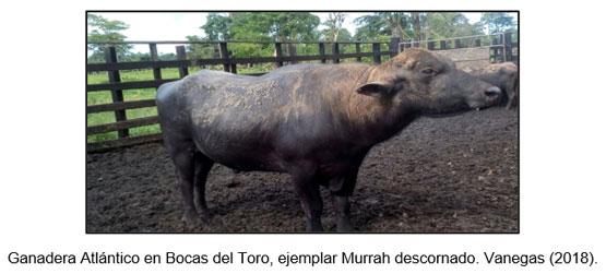 EL búfalo de agua como alternativa sostenible, económica y alimentaria para Panamá - Image 1