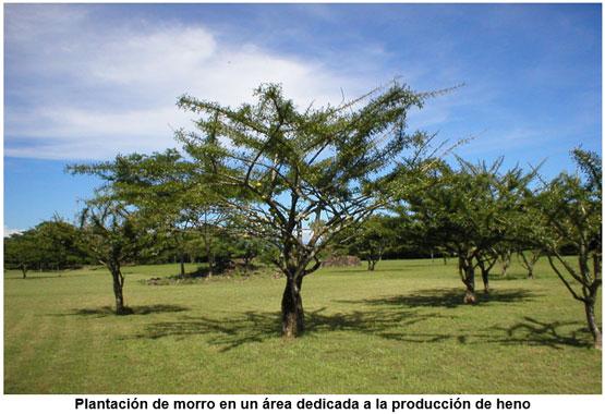 La importancia del arbol de morro (Crescentia alata) dentro de los sistemas de producción animal. - Image 1