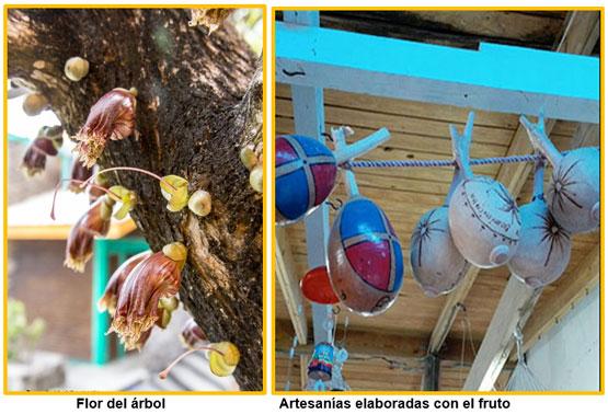 La importancia del arbol de morro (Crescentia alata) dentro de los sistemas de producción animal. - Image 4