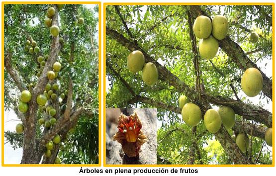 La importancia del arbol de morro (Crescentia alata) dentro de los sistemas de producción animal. - Image 2