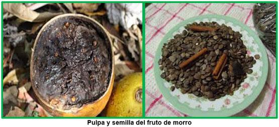 La importancia del arbol de morro (Crescentia alata) dentro de los sistemas de producción animal. - Image 3
