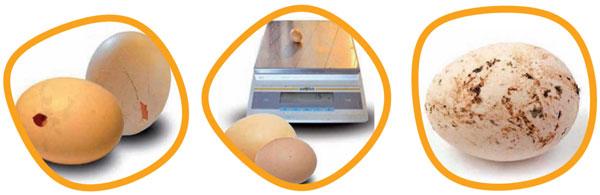La limpieza del huevo para incubar, un factor de calidad para el pollito - Image 6