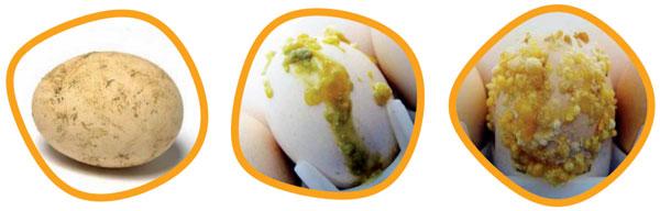 La limpieza del huevo para incubar, un factor de calidad para el pollito - Image 3