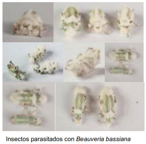 Evaluación de la eficacia de Metarhizium anisopliae y de Beauveria bassiana sobre el control de picudos asociados al cultivo de vid, utilizando activadores de patogenicidad - Image 6