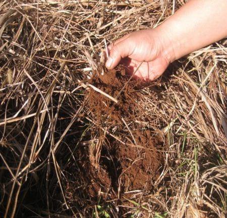 Producción de Yerba Mate (Ilex paraguariensis) con técnicas sustentables de manejo de suelos y plagas - Image 4