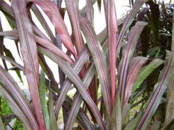 Pennisetum purpureum cv Camerún rojo - Image 1