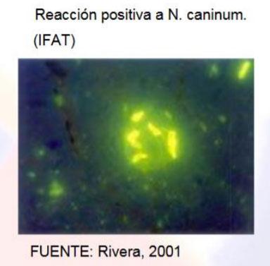 Neospora Caninum: Revisión - Image 8