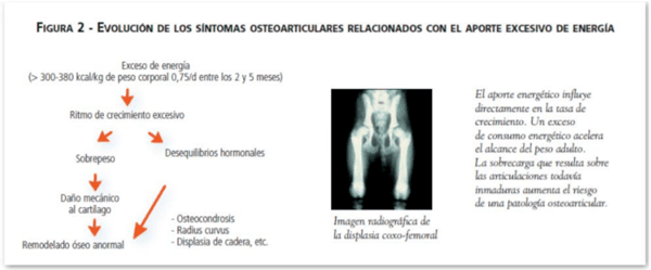 Osteoartritis en gatos, desde el punto de vista nutricional - Image 2