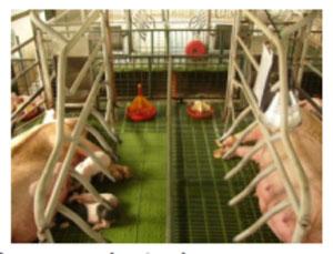 GMP – Implementacion en granjas de cerdo - Image 2