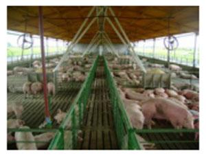 GMP – Implementacion en granjas de cerdo - Image 1