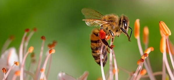 Apicultores y agricultores, la comunicación es clave para la protección de las abejas - Image 1