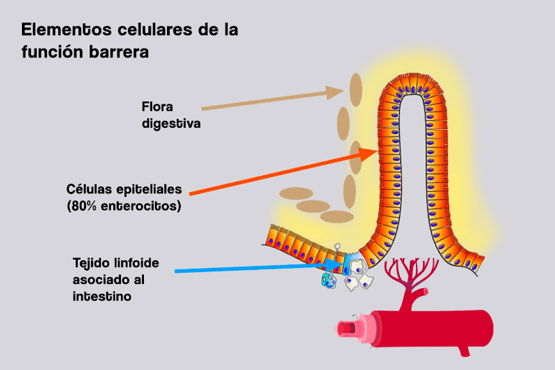 La función barrera intestinal en los animales de producción - Image 4