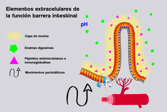 La función barrera intestinal en los animales de producción - Image 3