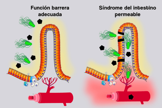 La función barrera intestinal en los animales de producción - Image 2