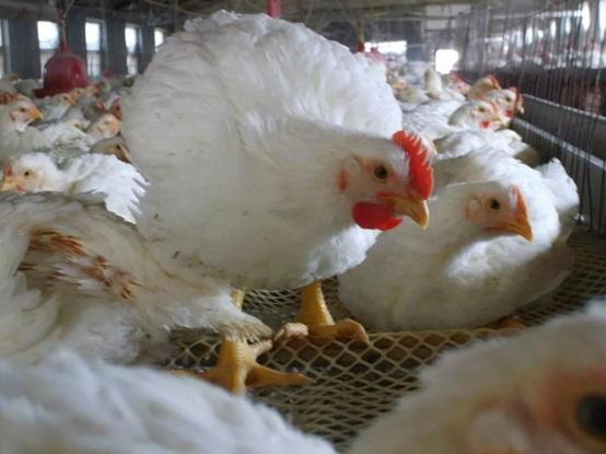¿Cómo puede mejorar Runeon (ácidos biliares) el desarrollo visceral de los pollos de engorde? - Image 1