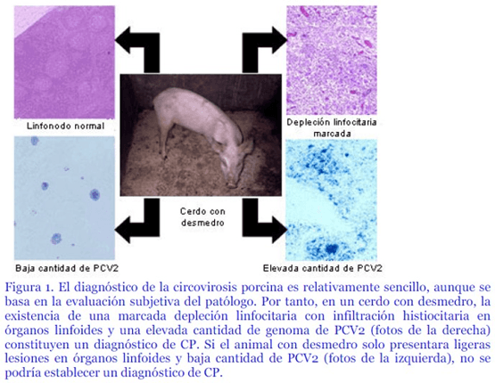 Circovirosis porcina, una de las patologías que causa más problemas sanitarios - Image 9