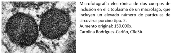 Circovirosis porcina, una de las patologías que causa más problemas sanitarios - Image 2