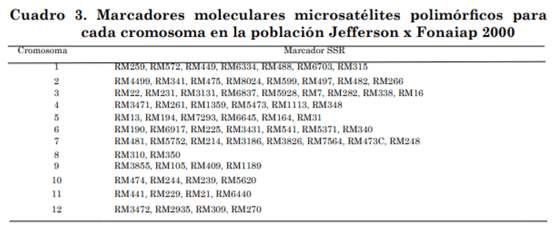 Identificación de marcadores SSR asociados a la resistencia de arroz a Rhizoctonia solani - Image 6