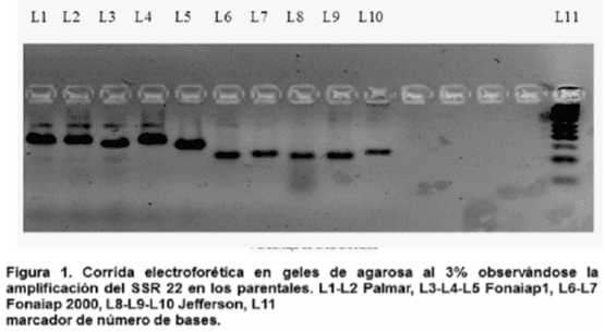 Identificación de marcadores SSR asociados a la resistencia de arroz a Rhizoctonia solani - Image 1