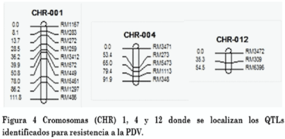 Identificación de marcadores SSR asociados a la resistencia de arroz a Rhizoctonia solani - Image 8
