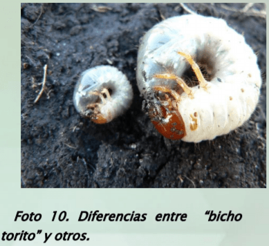 Manejo y monitoreo de gusanos blancos. Estrategias de control para cultivos de invierno - Image 12