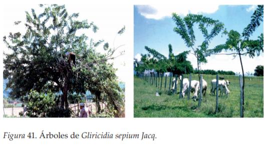 La Agroforestería como Escenario de Reconciliación, Sostenibilidad y Producción territorial - Image 16