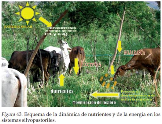 La Agroforestería como Escenario de Reconciliación, Sostenibilidad y Producción territorial - Image 18