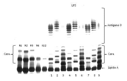 Estandarización de la Técnica de Elisa para la evaluación de la inmunidad humoral producida por tres cepas patógenas aviares de Escherichia ColiI (APEC) - Image 2