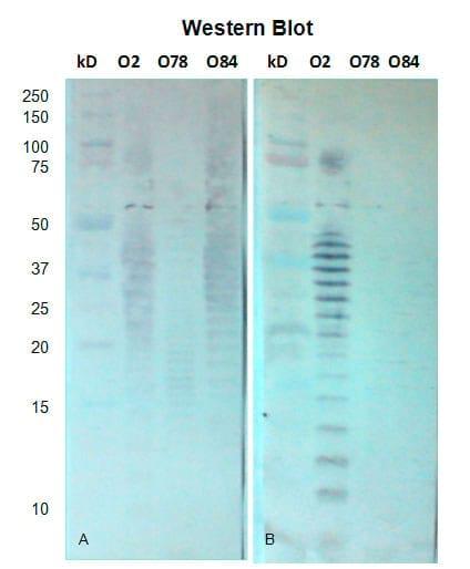 Estandarización de la Técnica de Elisa para la evaluación de la inmunidad humoral producida por tres cepas patógenas aviares de Escherichia ColiI (APEC) - Image 5