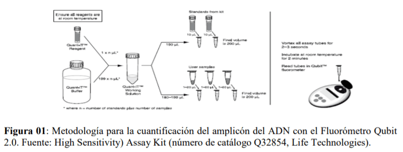 Estandarización de una PCR para detectar Fowl Adenovirus tipo 4 (FADV-4) en Farvet S.A.C. - Image 1