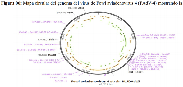 Estandarización de una PCR para detectar Fowl Adenovirus tipo 4 (FADV-4) en Farvet S.A.C. - Image 18