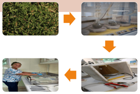 Efecto de dos niveles de residuos sólidos de extractos de poleo (Lippia turbinata G.) sobre la fermentación ruminal in vitro - Image 1