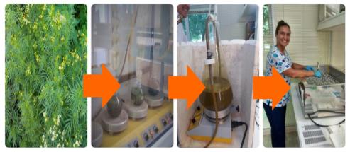 Efecto de dos niveles de residuos de extractos de suico (tagetes minuta L.) sobre la fermentación ruminal in vitro. - Image 1
