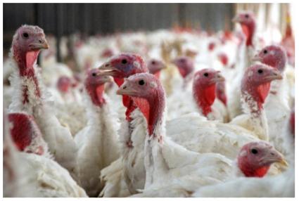 Defensa efectiva contra plagas en la crianza de pollos, gallina y pavos e industria del huevo - Image 3