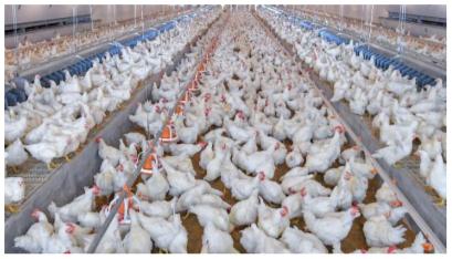 Defensa efectiva contra plagas en la crianza de pollos, gallina y pavos e industria del huevo - Image 2